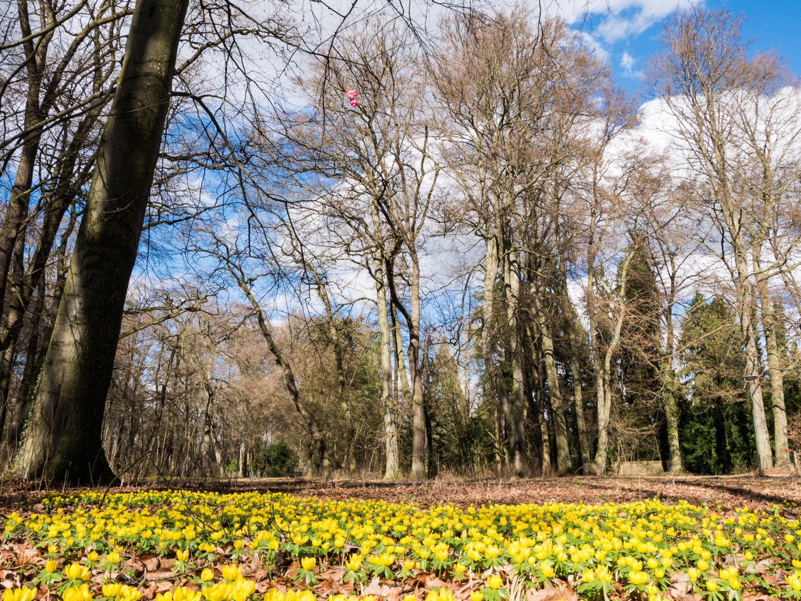 sollys, landskab, Skov, have, natur, græs, himmel, parkere, vinter, Mark, afdeling, blomst, forår, Panasonic, træ, efterår, blad, Landschaft, blomst, plante, udendørs, flora, de, deutschland, eng, Lumix, plantage, bayern, baum, nophotoshop, microfourthirds, blume, MFT, wildflower, bl te, skov, Pflanze, lund, vedplante, Busk, græs familie, g7, Augsburg, dmcg7, dmcg70, G70, lumixg7, lumixg70, keineschmutzigentricks, ohneschmutzigetricks, nodirtytricks, gvario14140f3556, siebentischwald, spickel