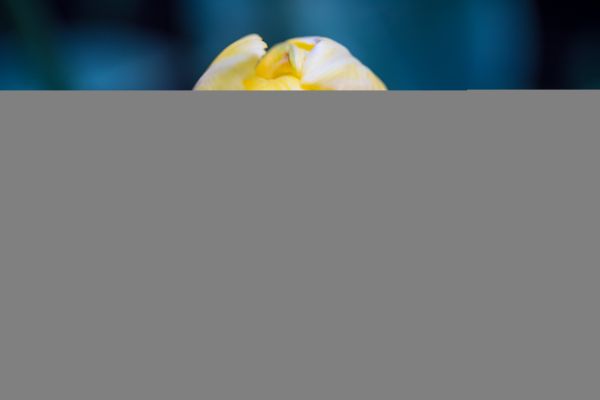 flower,blomma,macro,tulip,makro,geolocation