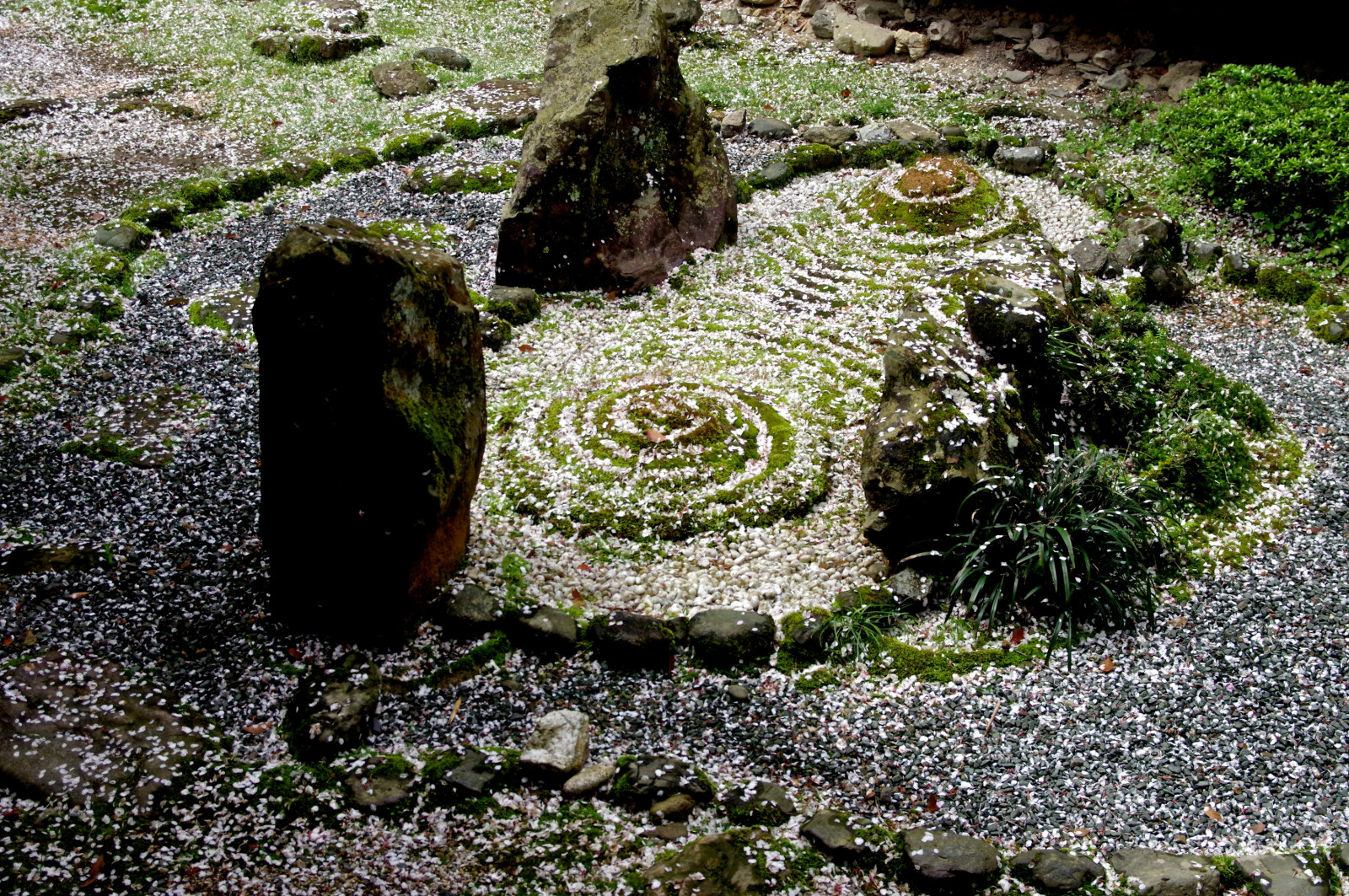 sníh, květ, třešeň, jaro, pentax, květy, sigma, okvětní lístek, květ, Třešňový květ, pentaxart