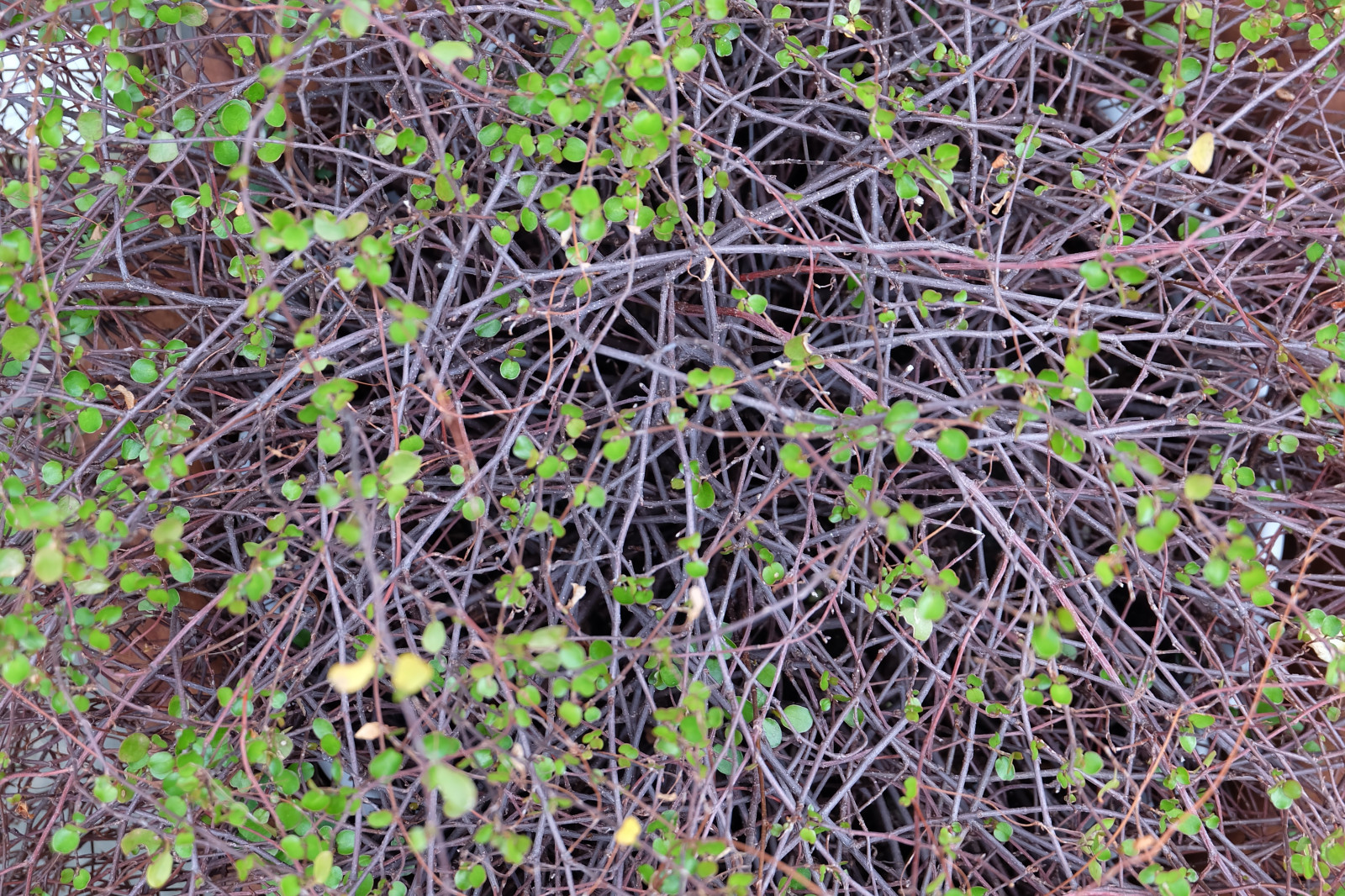 Daun-daun, rumput, tanaman, daun, bunga, menanam, Flora, tumbuh-tumbuhan, bunga liar, daerah berhutan, botani, tanaman tanah, tanaman berbunga, ekosistem, belukar, 4896x3264 px