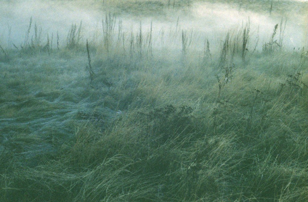 krajina, malování, voda, tráva, zima, zelená, mlha, mráz, textura, vítr, atmosféra, ostrov, Island, listopad, 35MM, Reykjavik, step, mokřadní, strom, mlha, lučina, analogový, vegetace, fuji, film, louka, prérie, bažina, ekosystém, biome, tráva rodina, Phragmites, ISO800, Praktica, ekoregion, bažina, vodní zdroje, NPZ, mtl3, Genevi vebjargard ttir
