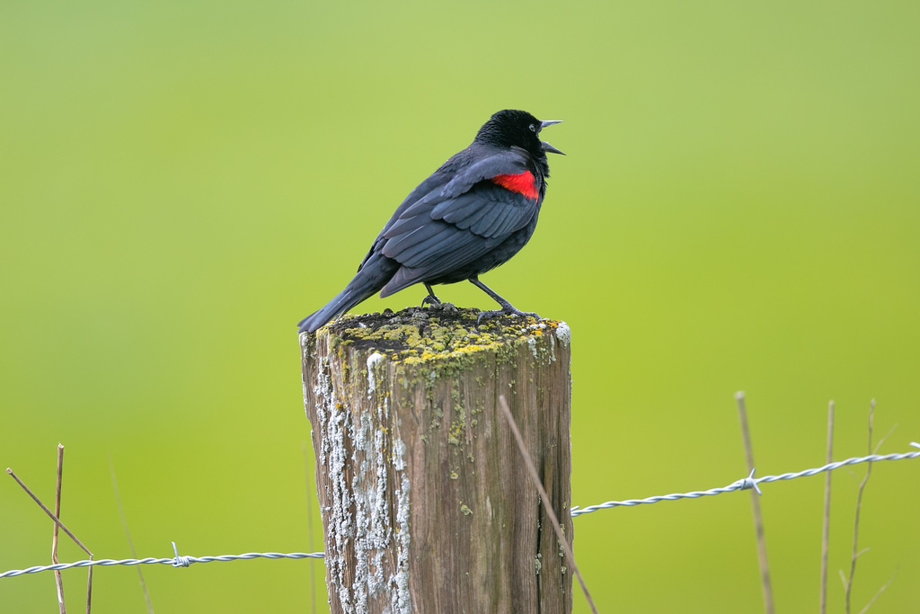 uccello, fauna, becco, ala, natura, piuma, vecchio mondo pigliamosche, Emberizidae, ramoscello, appollaiati uccelli