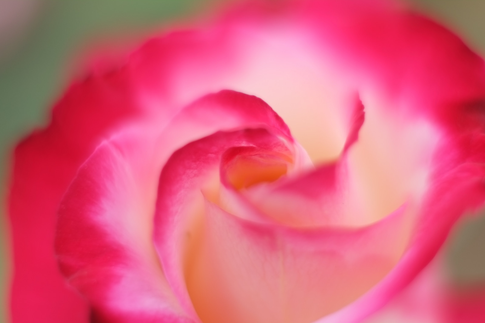 Červené, růže, růžový, Tokio, Fujifilm, květ, rostlina, okvětní lístek, Fujinon, Shinjuku, xpro1, xf, xf35mmf14r, x, shinjukugyoen, xf35mm, mcex, mcex11, suchozemská rostlina, kvetoucí rostlina, zblízka, makro fotografie, zahradní růže, růže rodina