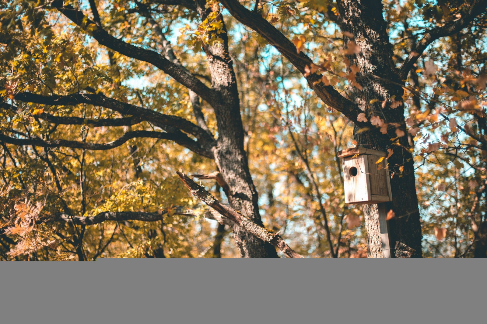 2560x1707 pikseli, Ptaki, Krym, Natura, drzewa