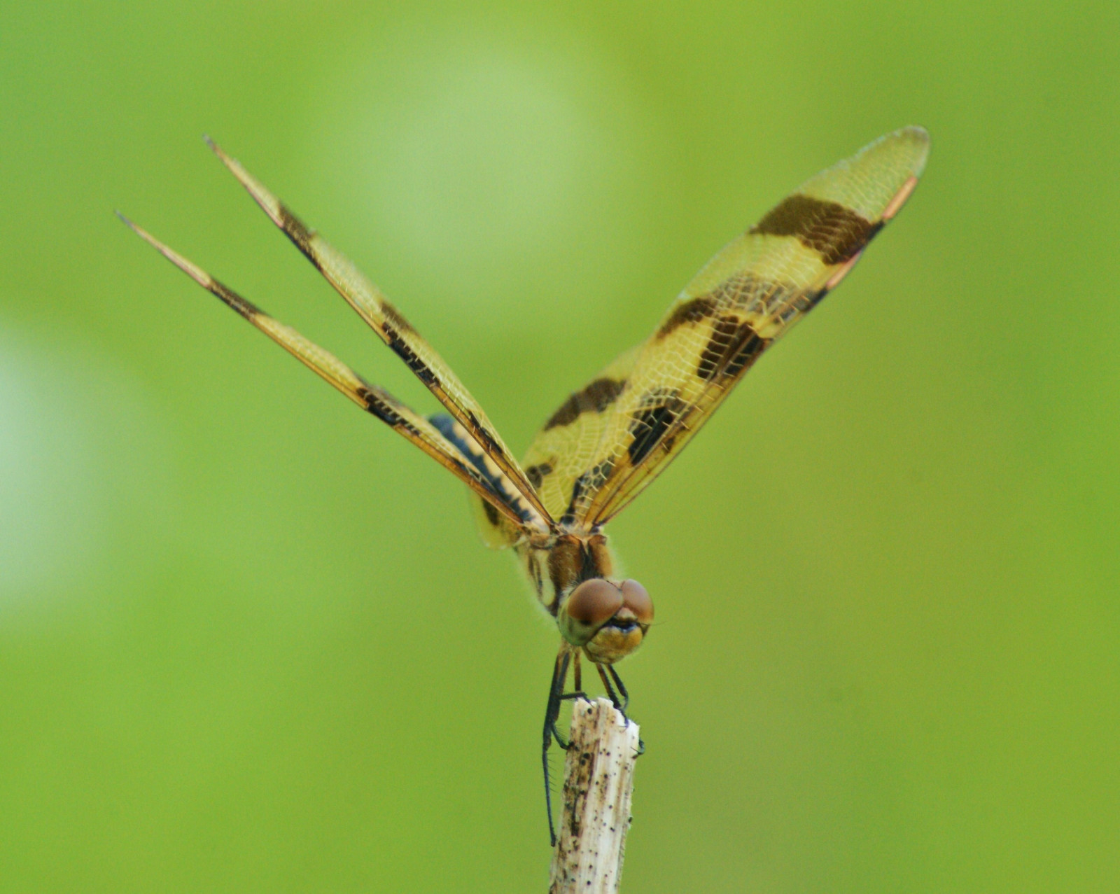contea, natura, insetto, insetto, all'aperto, Illinois, libellula, Sony, I l, bastone, Rockford, Winnebago, a300, Rockcutstatepark