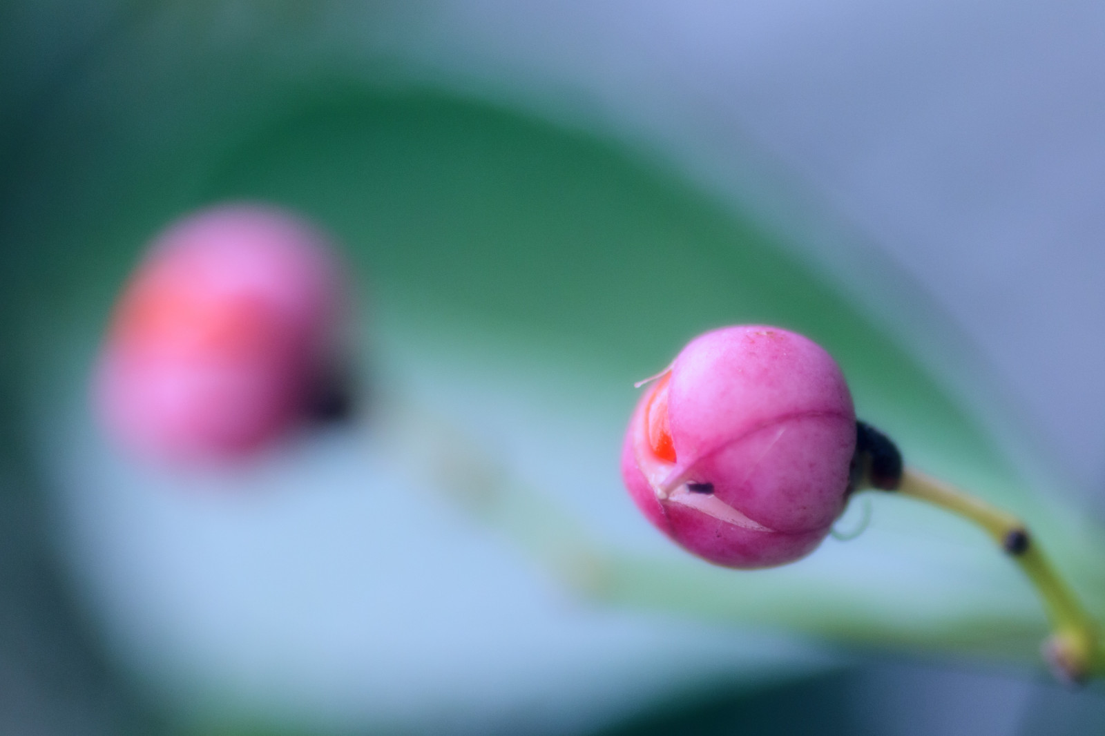 rosa, blomma, mjuk, mild, sisko1235711