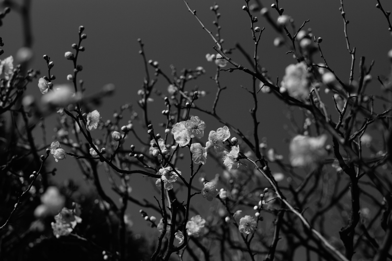 Japan, Sonnenlicht, schwarz, einfarbig, Natur, Winter, Fotografie, Ast, Frost, blühen, Frühling, Leica, Tokio, Tau, Einfrieren, M, Baum, Blatt, Blume, Pflanze, Jahreszeit, Bw, Ume, Zeiss, Carl Zeiss, Dunkelheit, Ikegamibaien, Ikegami, Japaneseapicleot, Leicam, Typ240, Planar, Planar250zm, Zweig, Schwarz und weiß, Monochrome fotografie, Makrofotografie, Feuchtigkeit