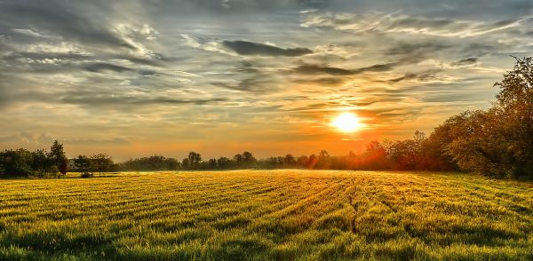sky,field,nature,meadow,cloud,morning