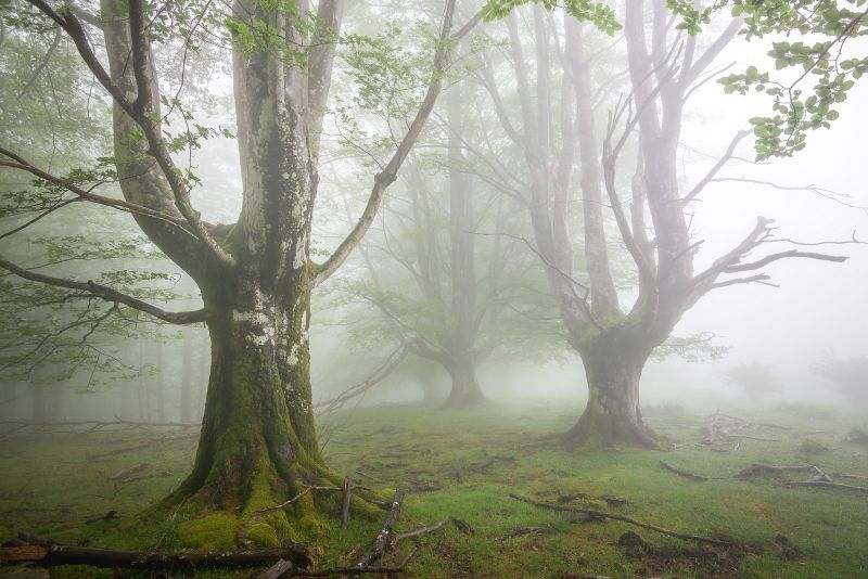slunečnímu záření, stromy, les, listy, tráva, fotografování slunečnímu záření, stromy, les, listy, tráva, fotografování