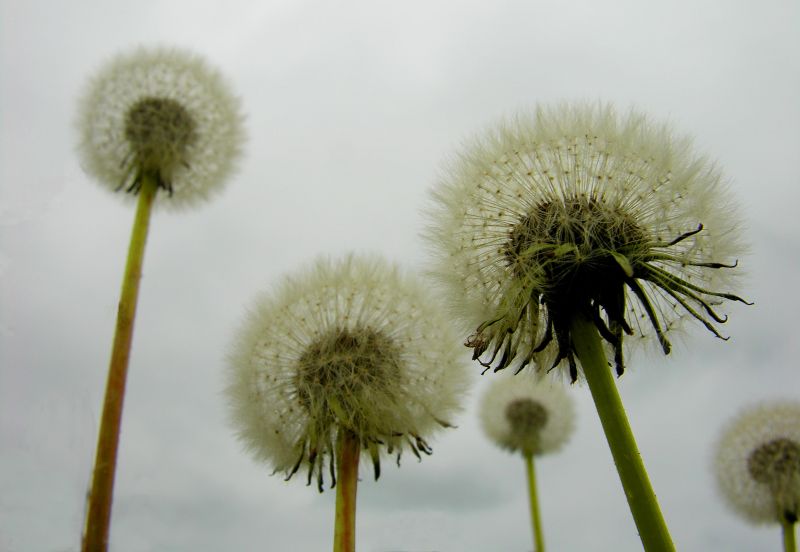 Visitantes,blanco,flor,gris,Extranjeros,Gris