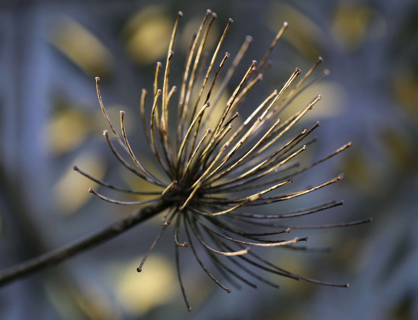 sollys, have, natur, vinter, fotografering, makro, afdeling, England, frost, pollen, henfald, fredfyldte, træ, dybdeskarphed, efterår, blad, blomst, plante, udendørs, agapanthus, flora, dOF, uden for, fleur, canoneos6d, wildflower, Kvist, botanik, jord plante, blomstrende plante, tæt på, makrofotografering, torne pigge og torne, stængelplante