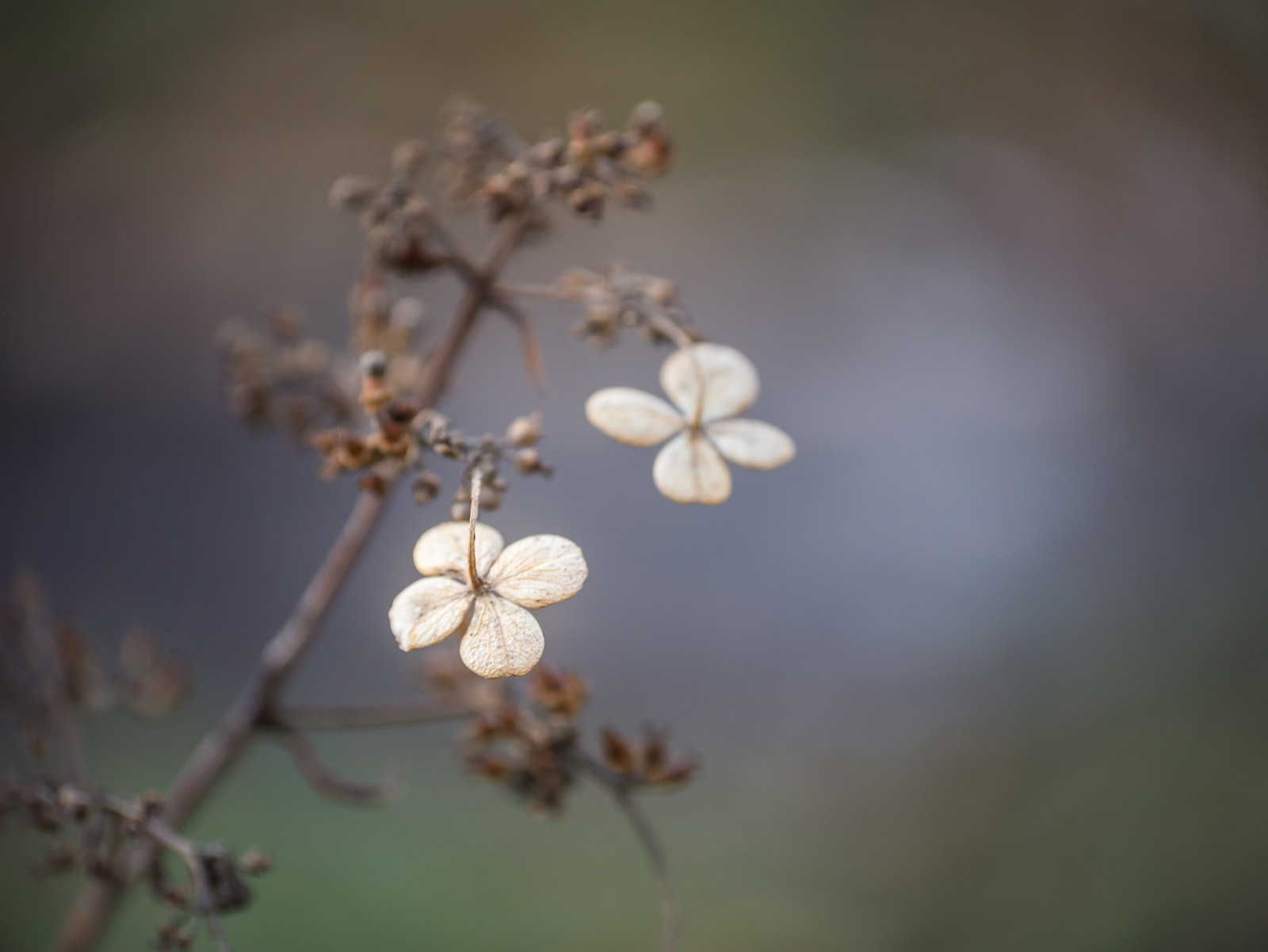 anastigmat, G3, จอด, availablyelight, ธรรมชาติ, ปลูก, พืช, mft, m43, lumix, พานาโซนิค, microfourthird, micro43, Apeach, anjapietsch, vintagelens, manualfocus, ดัดแปลง, Kodak, 63 มม, f27, cine, kodakanastigmat63mmf27cine, dof, bokeh, Hortensie, ไฮเดรนเยีย