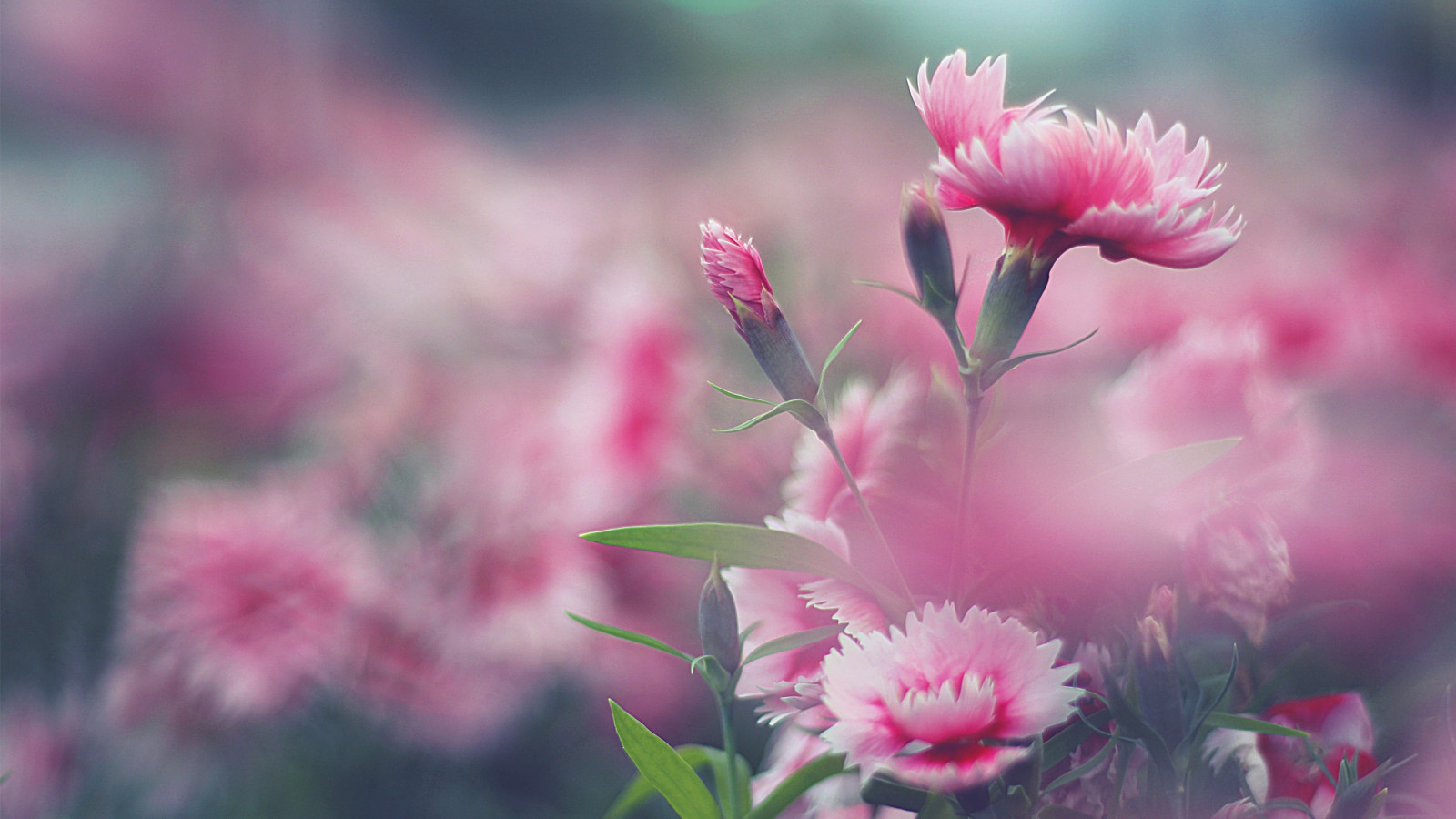 Wallpaper : 2560x1440 px, nature, pink flowers 2560x1440 - wallpaperUp ...