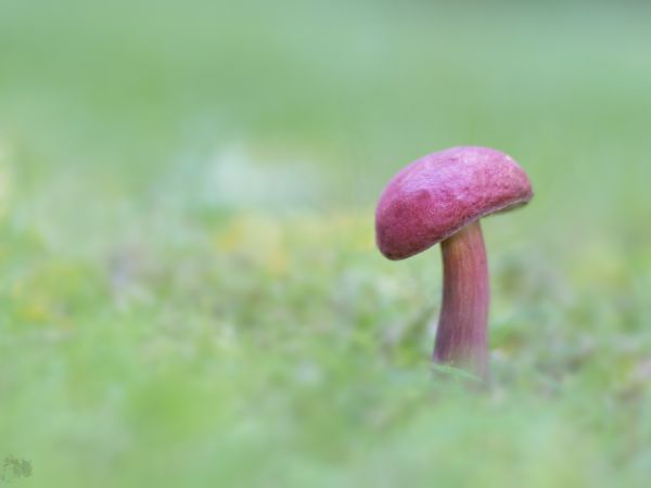 makro,Příroda,houba,žampión,Sandraphotographie