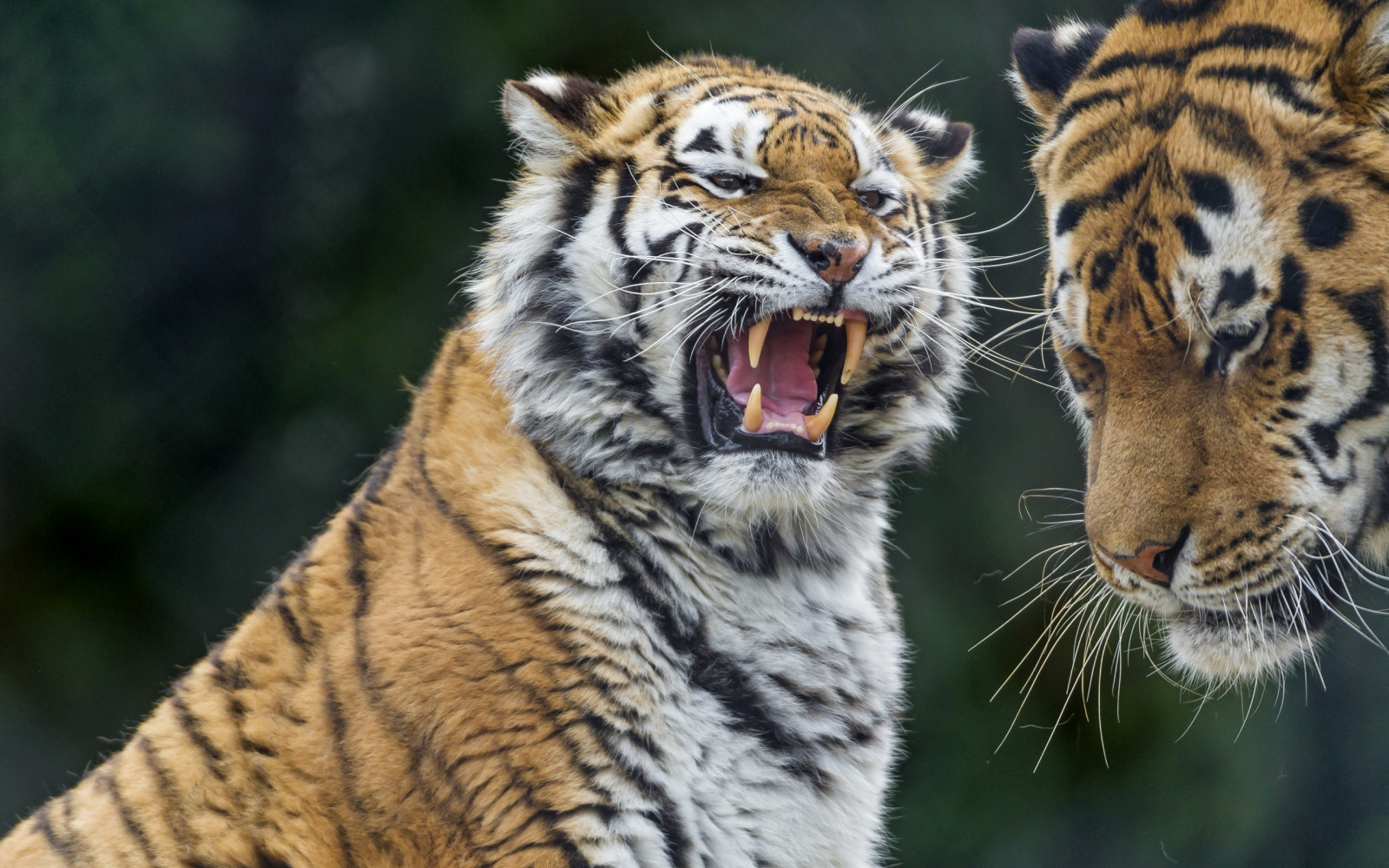 animaux, la nature, tigre, faune, gros chats, zoo, moustaches, faune, mammifère, vertébré, fermer, Chat comme un mammifère