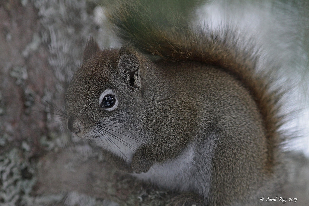 Quebec, savci, mammif res, Rongeurs, Sciurid s, Northamericanredsquirrel, eos7d, Ef300mm14lisextender14xiii, Noflashused, Cureuilrouxnordam ricain, Tamiasciurushudsonicus, Cureuilroux, redsquirrel, Pro tmontmorency, Lavalroy, Parcdeslaurentides