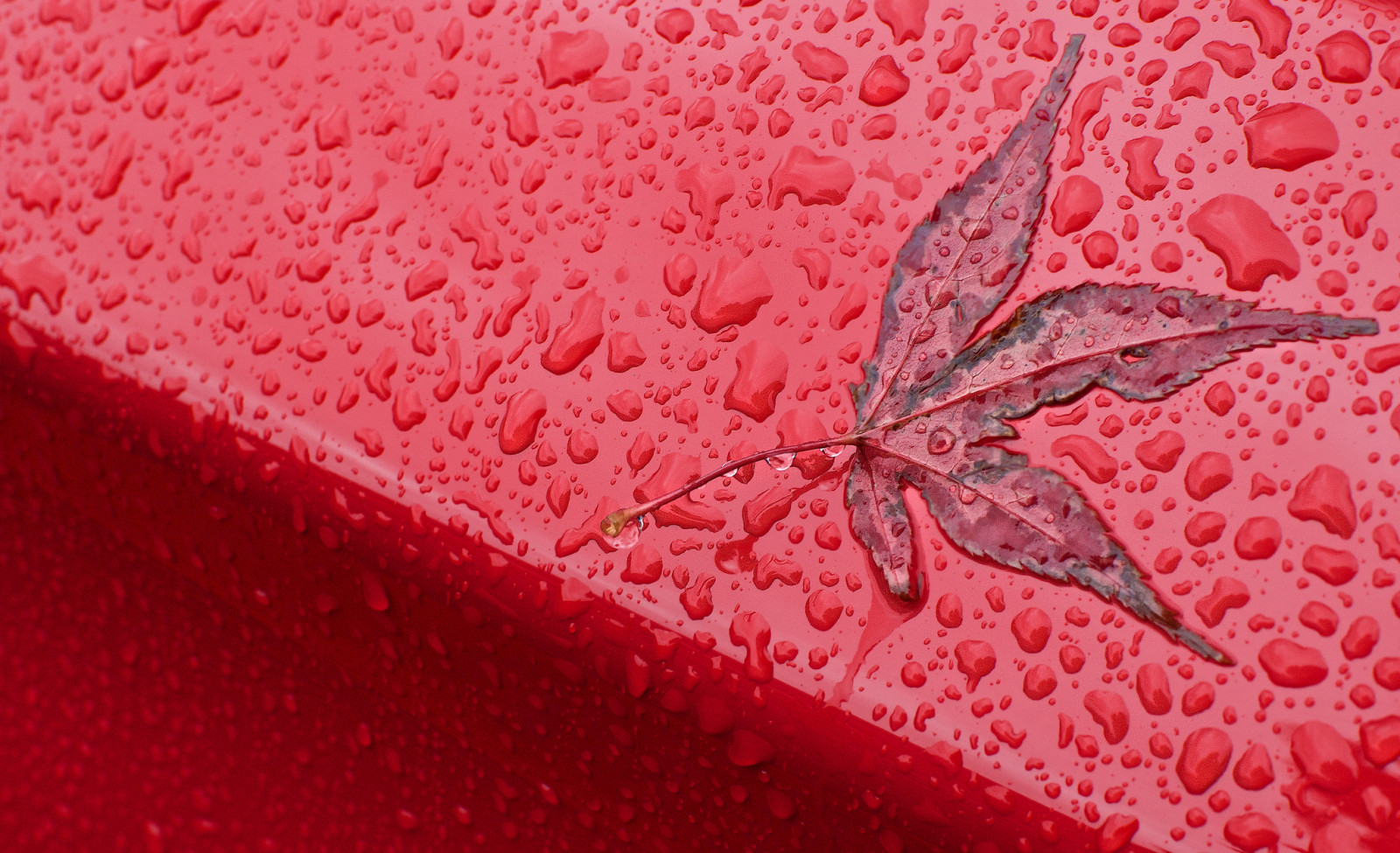2048x1249 px, picături, cădea, frunze, macro