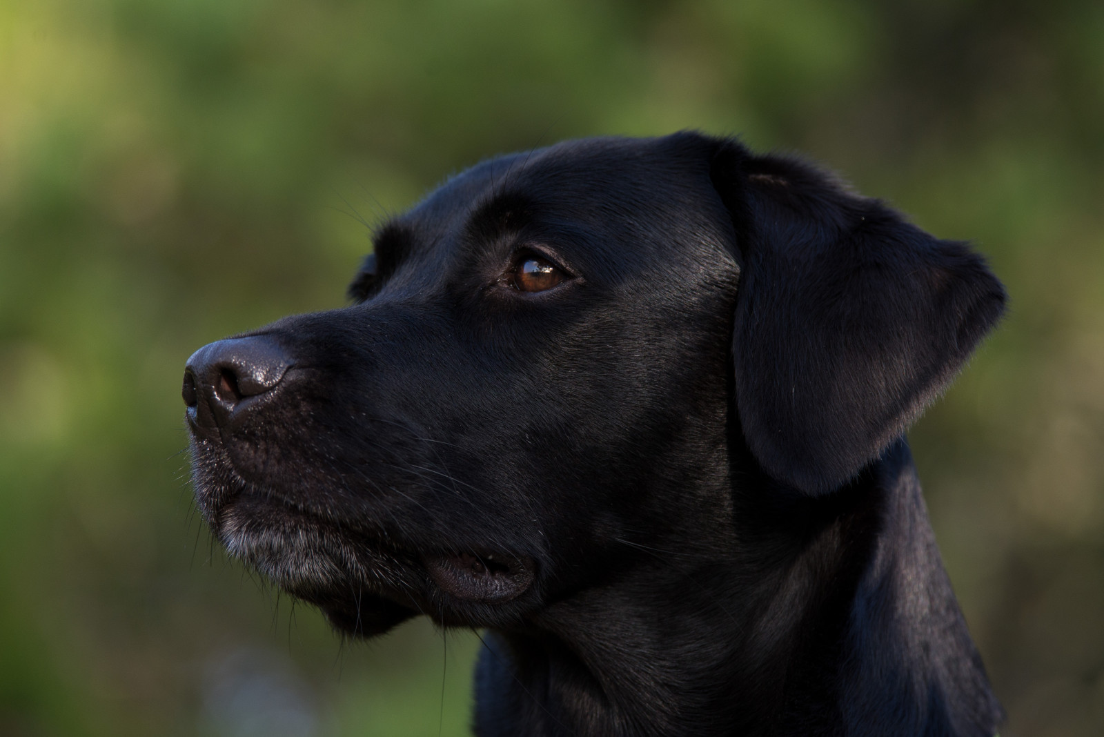 Papel de parede Cão, como, mamífero, Labrador retriever, Preto, Raça