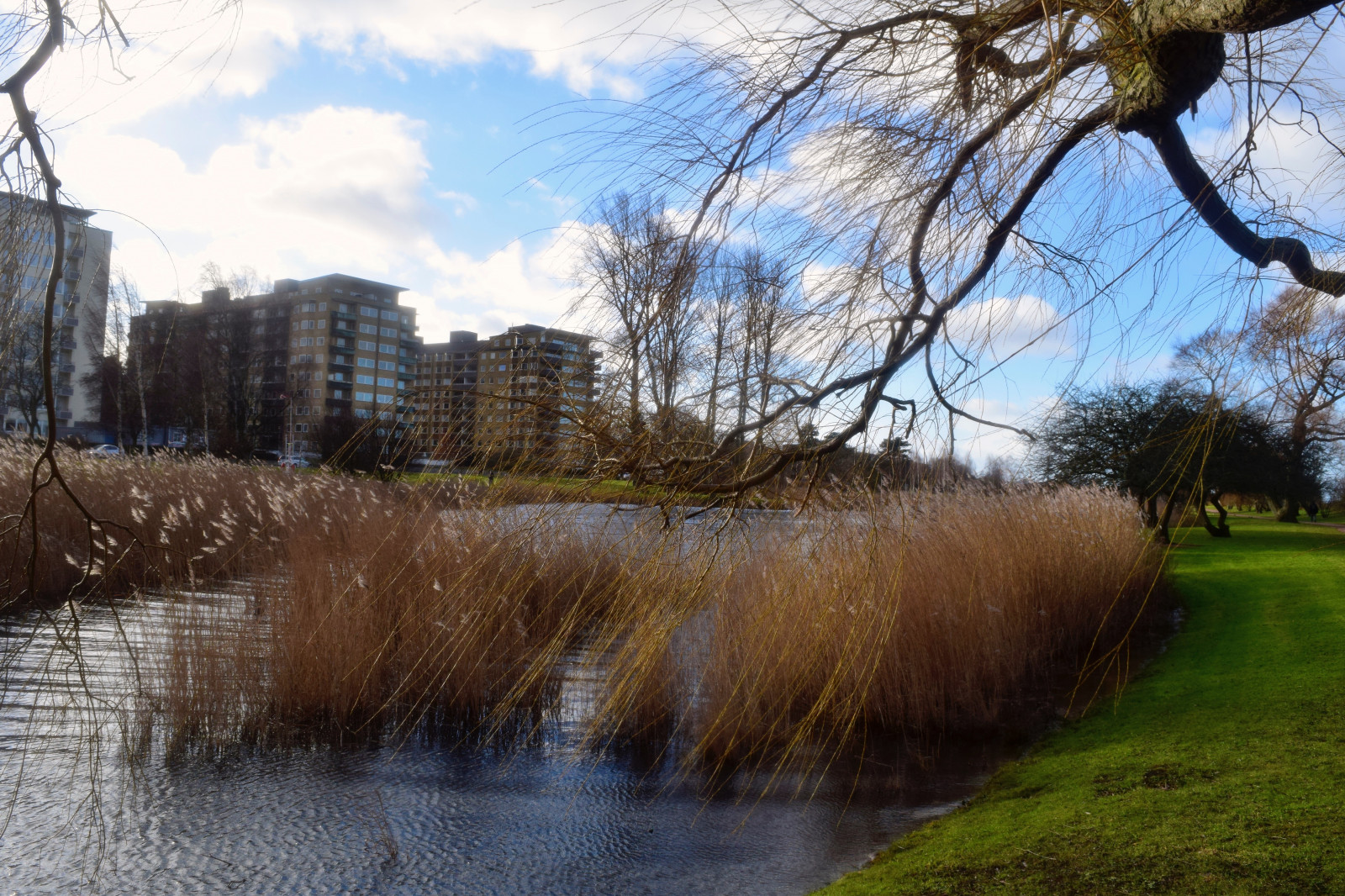krajina, jezero, Příroda, odraz, tráva, park, zima, bouřka, ráno, řeka, Racků, rybník, Švédsko, kanál, strom, podzim, květ, počasí, rostlina, sezóna, oceán, budovy, Ribersborg, Malmo, ribersborgsstrand, venkov, vodní, dřevina