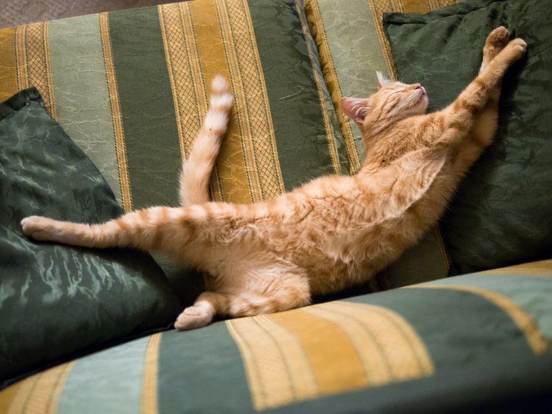 1900x1425 px,catsleep