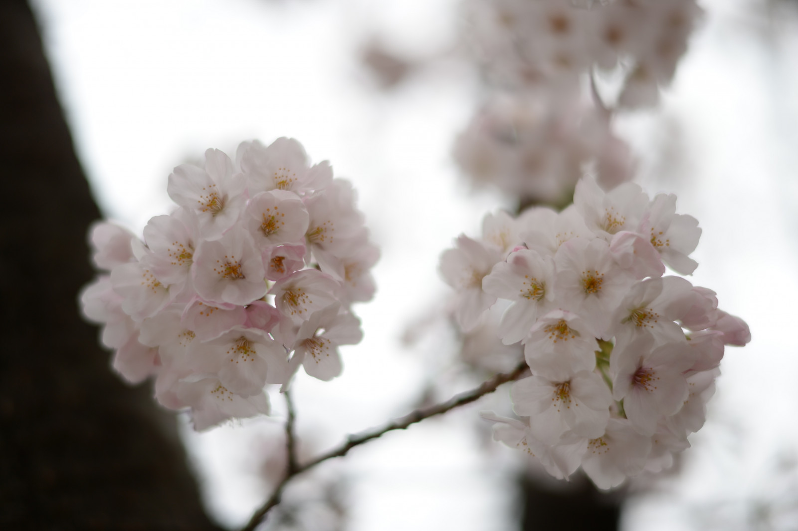 Japonsko, bílý, větev, Třešňový květ, Nikon, květ, jaro, Tokio, jp, NIKKOR, květ, rostlina, třešeň, sakura, flóra, okvětní lístek, df, ota, afs58mmf14g, afsnikkor58mmf14g, třešňové květy, ikegam, vyrobit, kvetoucí rostlina, zblízka, makro fotografie