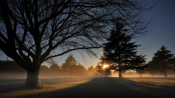 trees,fir tree,park,Sun,light,shadows