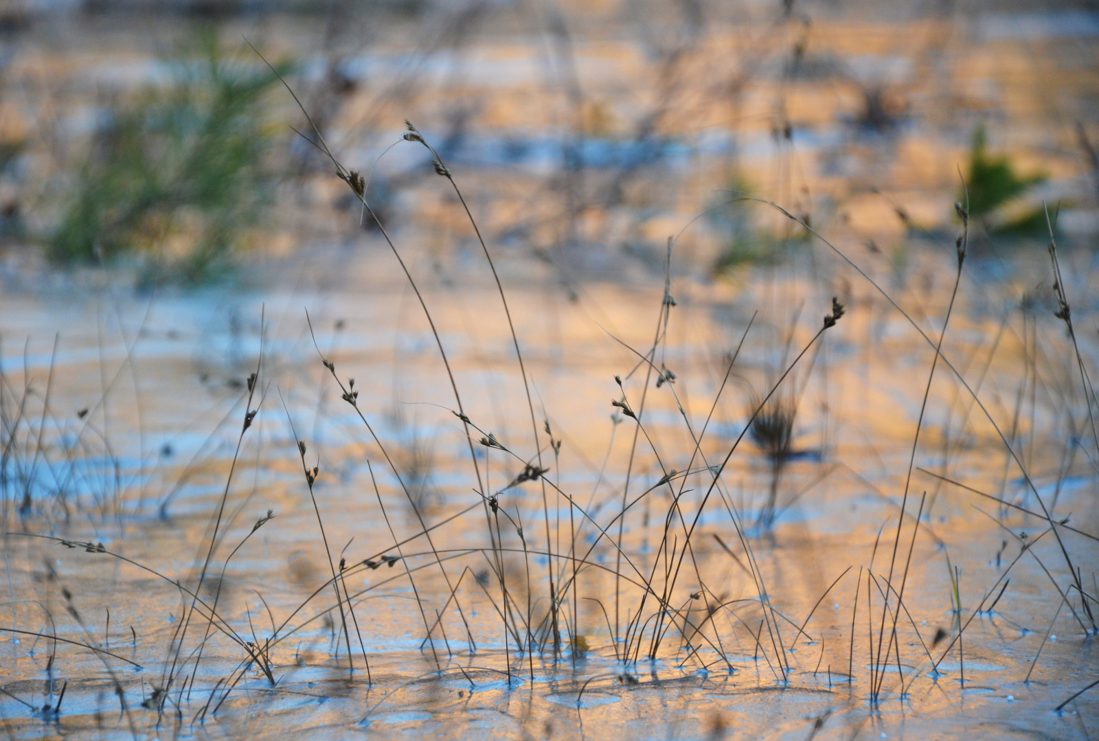 zima, invierno, led, hielo, plantas, rostliny, Příroda, naturaleza, uppsala, soleado, Slunný, den, dia, západ slunce, atardecer, ricardofeinstein, natur, Uppland, Vinter, je, Sverige, Švédsko, suecia