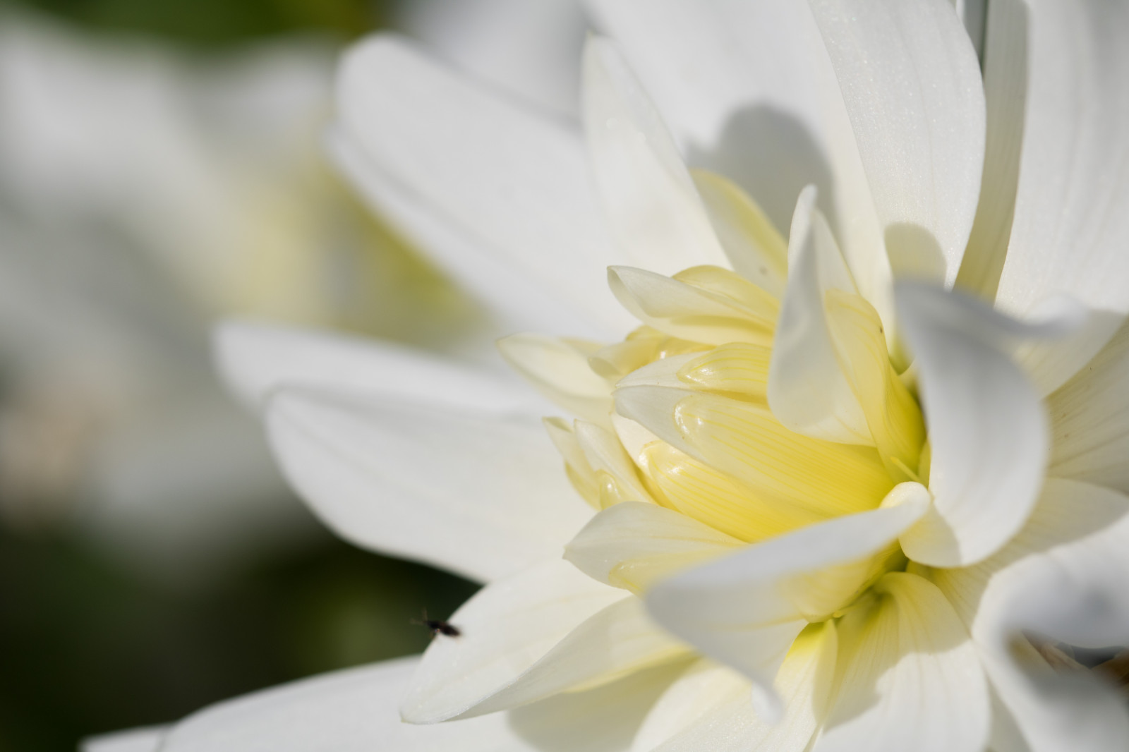 bílý, zahrada, fotografování, žlutý, květ, Jasmín, květ, rostlina, narcis, lilie, jiřina, flóra, Blomma, Lund, botaniskatr dg rden, exif modelu canoneos760d, geocountry, Kamera aby kánon, geocity, Model fotoaparátu canoneos760d, geostate, geolocation, EXIF otvor 56, exif aby kánon, EXIF isospeed 100, exif focallength 100mm, EXIF ef100mmf28lmacroisusm čočka, Botanická zahrada, okvětní lístek, Botan, T dg rd, botanika, suchozemská rostlina, kvetoucí rostlina, zblízka, makro fotografie