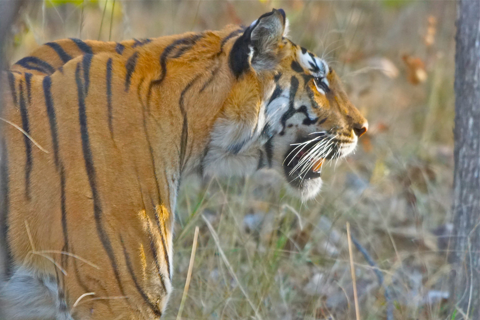 tráva, tygr, Volně žijících živočichů, velké kočky, kníry, fauna, savec, kočka jako savci, čenich, carnivoran, organismus, tigre, pantheratigris, Tijger, Pench, terrestrial animal