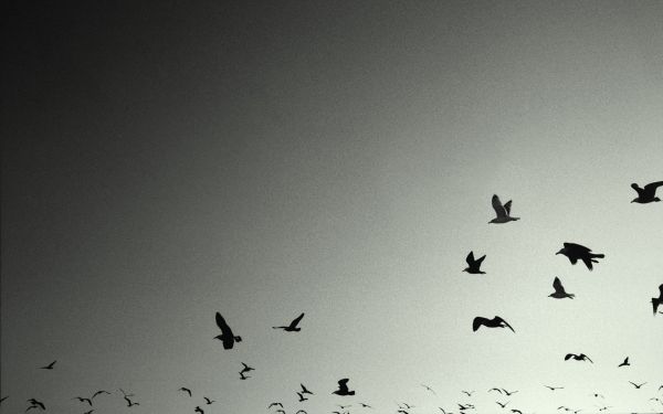 negru,monocrom,cer,păsări,fotografie,pasăre