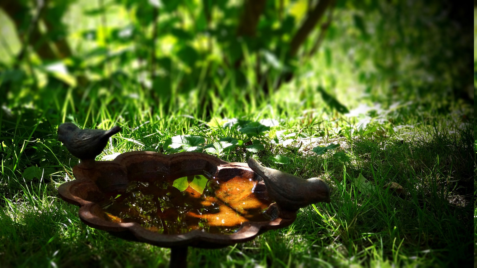 Skov, fugle, have, natur, græs, champignon, grøn, dyreliv, statue, sommer, jungle, regnskov, bad, træ, efterår, blad, blomst, flora, fauna, græsplæne, skov, levested, naturligt miljø, makrofotografering, 2222x1250 px