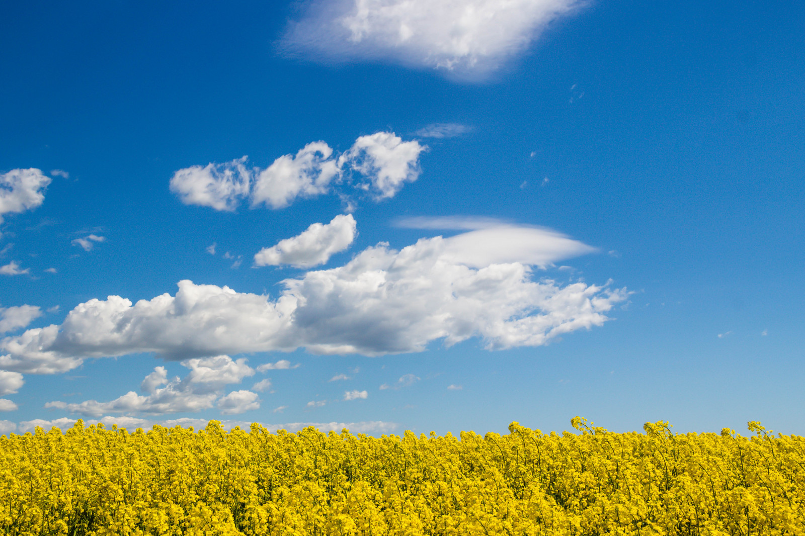 slunečnímu záření, krajina, jídlo, tráva, nebe, pole, horizont, řepkového, mrak, květ, lučina, rostlina, nebe, sk ne, venkov, moln, nárazy, f lt, landskap, řepka, rapefield, zemědělství, louka, prostý, prérie, vyrobit, suchozemská rostlina, kvetoucí rostlina, tráva rodina, zeleninový, brassica, kupa, hořčice závod, hořčice a zelí rodina