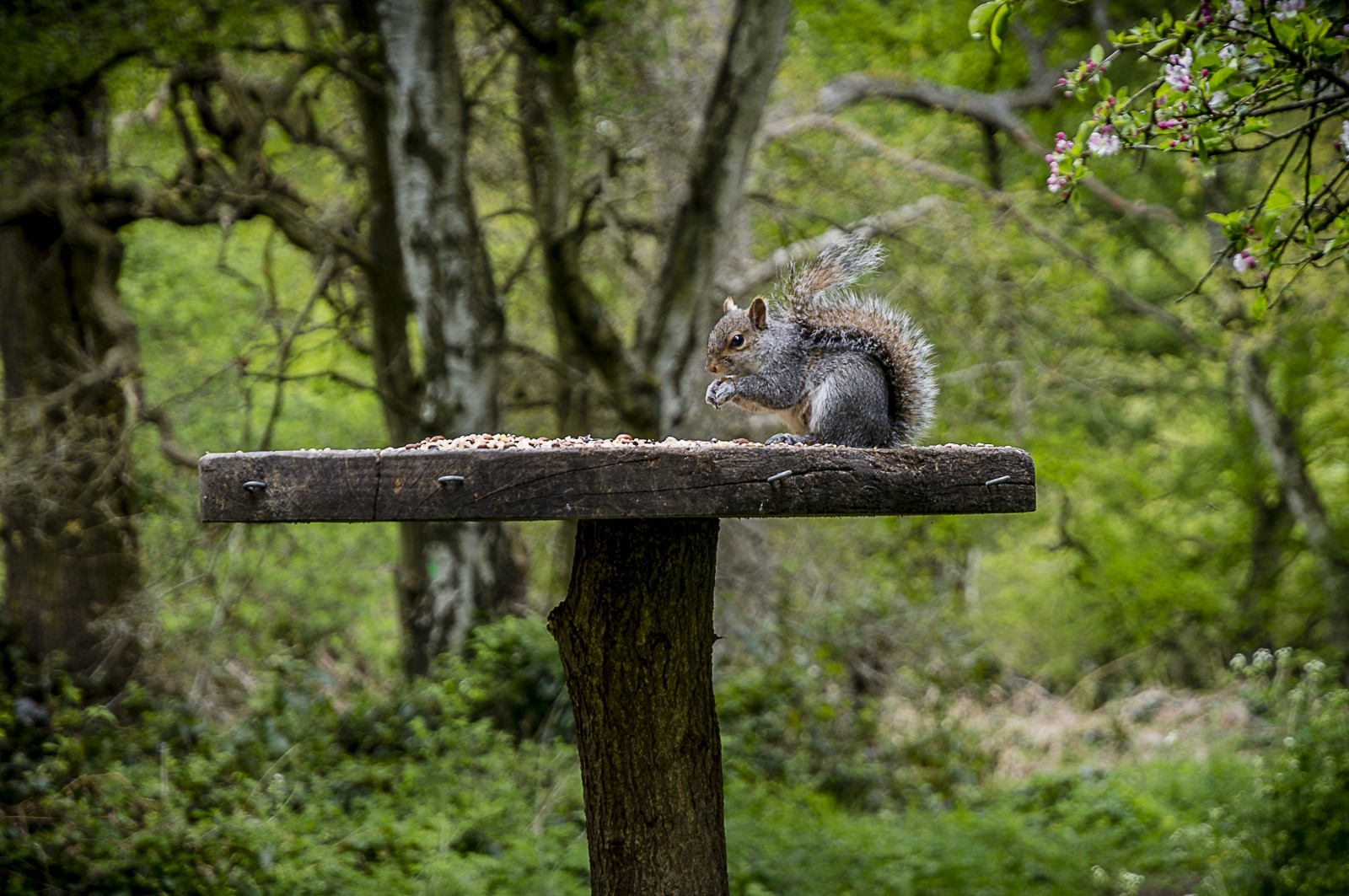 krajina, les, tráva, stůl, dřevo, větev, Volně žijících živočichů, Šedá, národní park, Nikon, džungle, deštný prales, přírodní rezervace, strom, pták, les, D3200, fauna, zálesí, ekosystém, biome, kufr, prales, Sherwood, Squirell