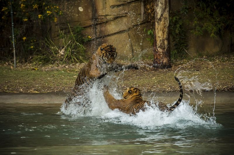 animals, water, nature, reflection, landscape, tiger animals, water, nature, reflection, landscape, tiger