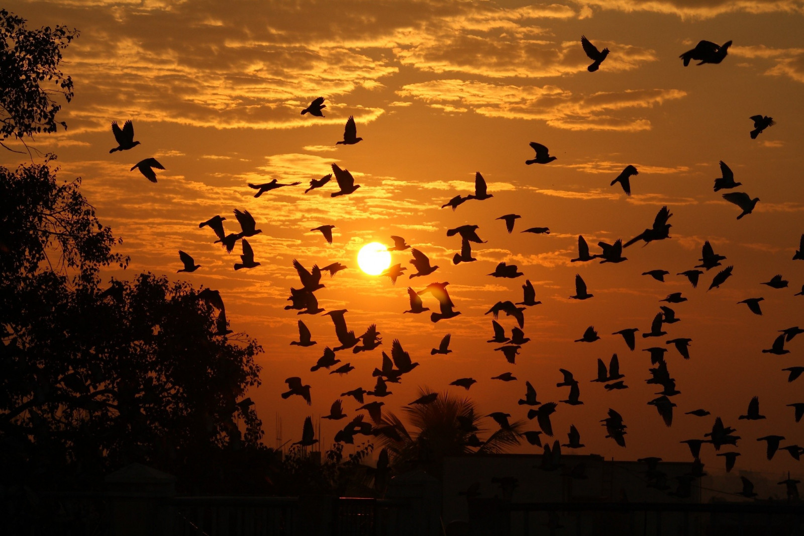 Wallpaper sunlight, birds, animals, sunset, nature, reflection, sky