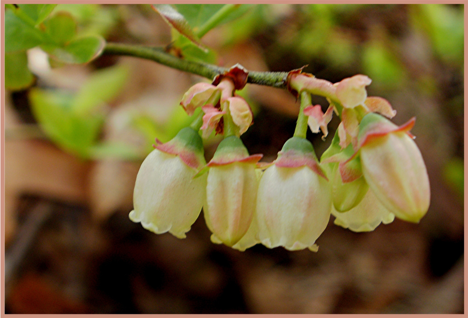 Wallpaper flower, macro, fleur, fruit, spring, berry, berries, blossom, flor, blueberry, April