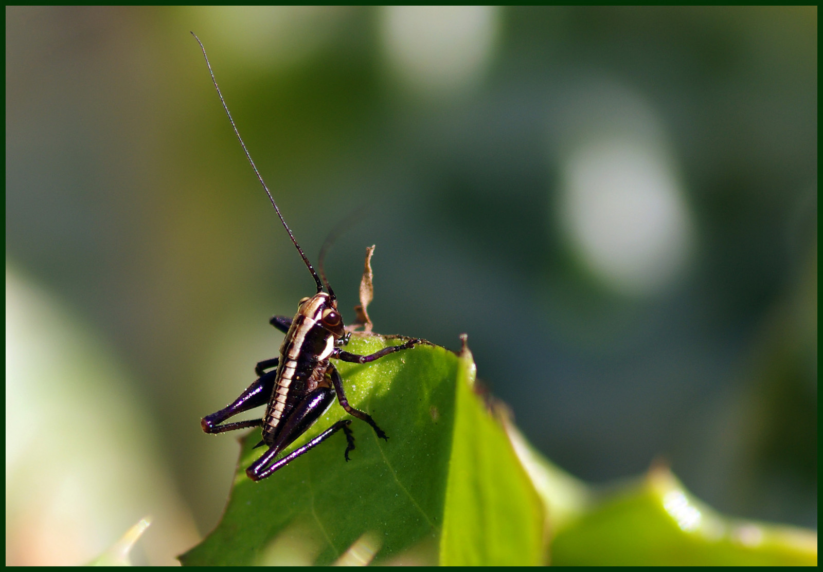 Wallpaper white, black, macro, forest, bug, insect, Israel, leaf, jumping, nymph
