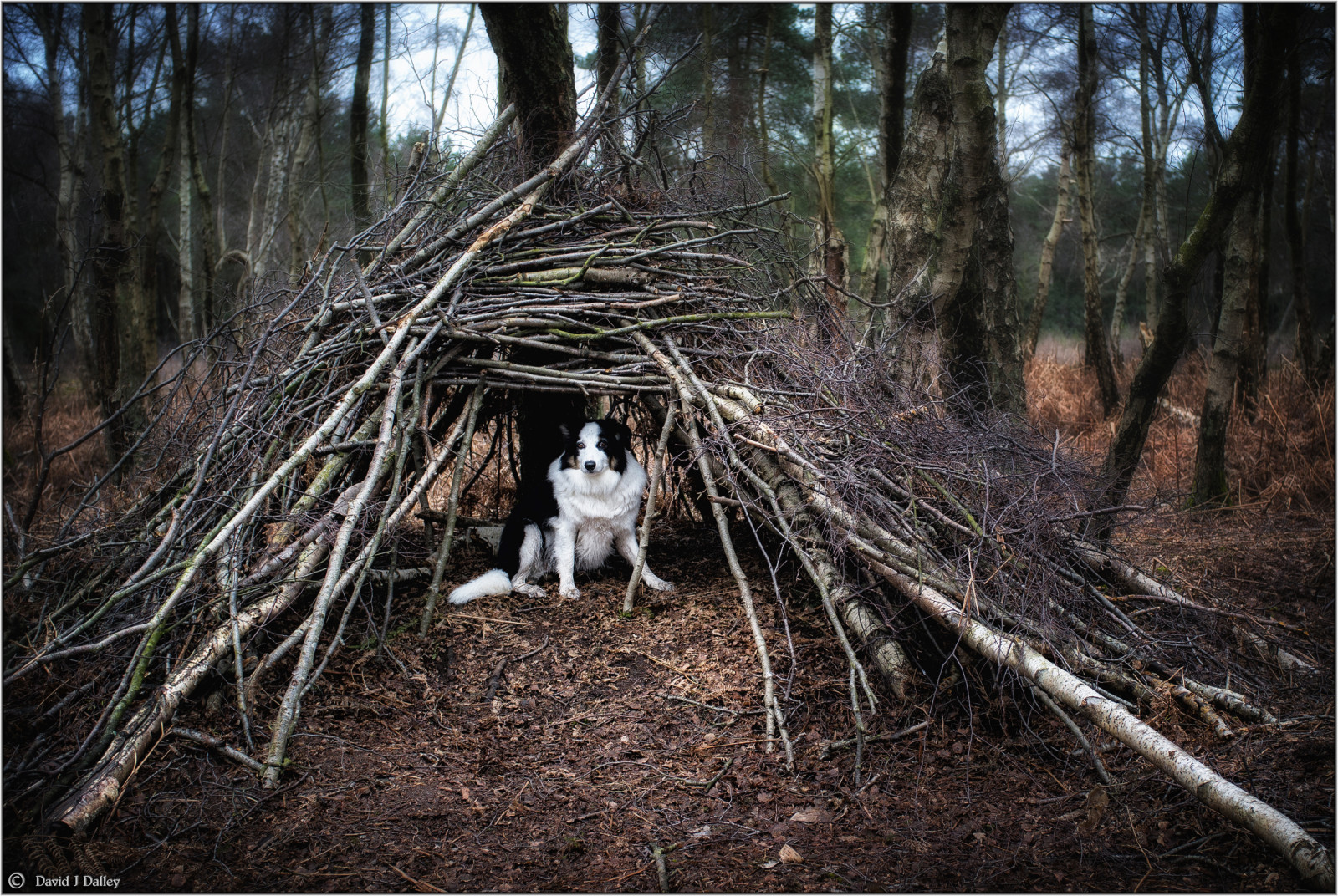 legna, UK, Gran Bretagna, campeggio, alberi, selvaggio, campo, Inghilterra, cane, natura, foresta, bosco, Sussex, bastoni, boschi, collie, West Sussex, Regno Unito, Gran Bretagna, rami, cane da pastore, asciutto, capanna, nascondere, Harvey, betulla, canile, border collie, natura selvaggia, teepee, riparo, ramoscelli, sopravvivenza, canile, Southdowns, englishcountryside, Midhurst, Betulla bianca, Sopravvissuto, Verso l'esterno, colliedog, workingdog, Stedham, x100, ritorno alla natura, Dogkennel, nella natura selvaggia, Pioggia, sussexwildlifetrust, stedhamcommon, minsted, sussexcountryside, Legno di legno, Legno, southdownsnationalpark, Forestshelter, FinePix X100, fujix100, minstedroad, daviddalley, davidjdalley, stedhamwithiping, horribleharvey
