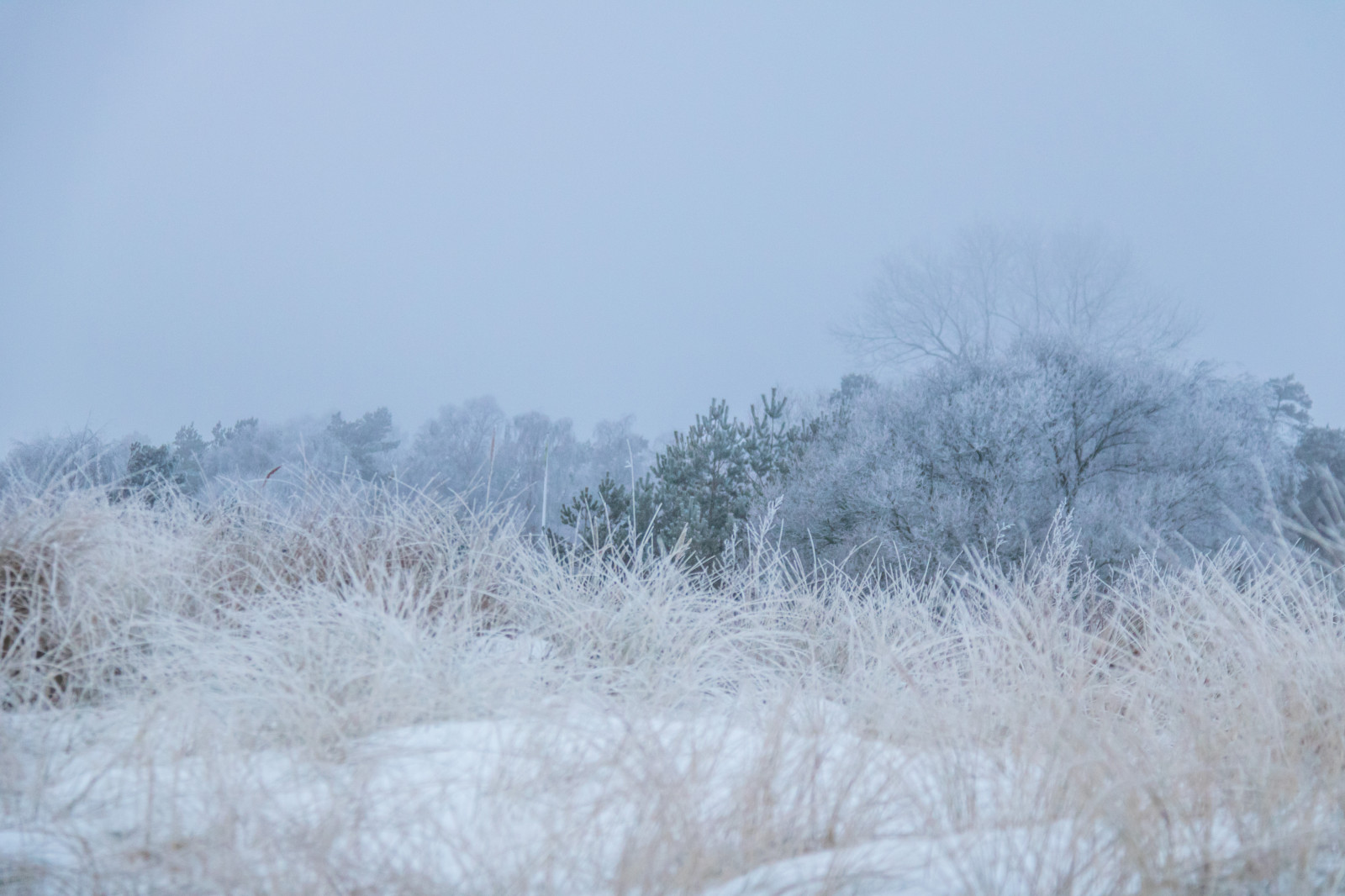 sníh, zima, větev, Studený, mráz, Jinovatka, zmrazení, strom, počasí, sezóna, sn, Vinter, kallt, exif modelu canoneos760d, geocountry, Kamera aby kánon, geocity, Model fotoaparátu canoneos760d, geostate, geolocation, EXIF čočka efs18200mmf3556is, EXIF otvor 56, exif aby kánon, exif focallength 90mm, exif isospeed 2000, skateholm, rimfrost, vánice, prérie, atmosférický jev, zimní bouře