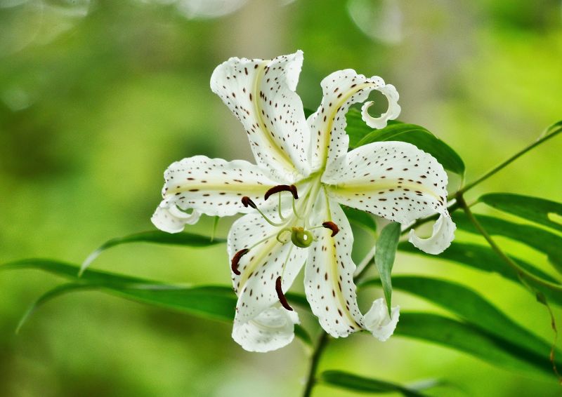 zahrada, fotografování, letní, Příroda, větev, zelená