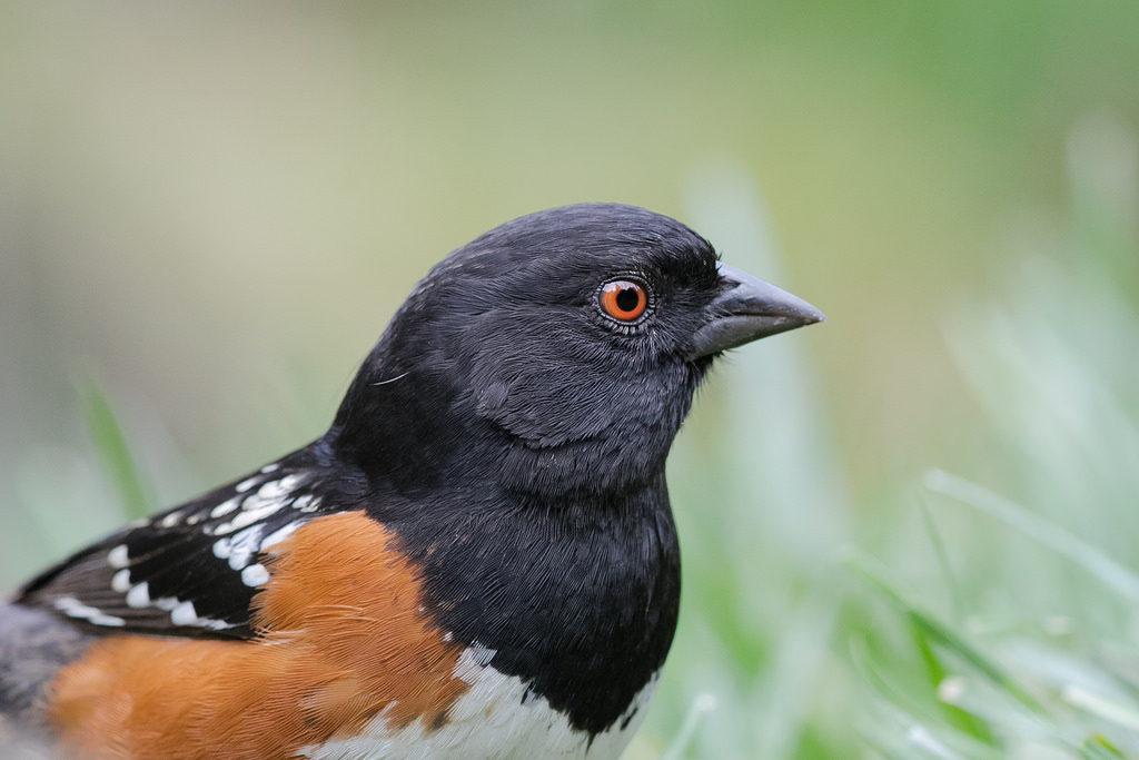 ptactvo, portrét, Příroda, detailní, Volně žijících živočichů, zobák, pták, červenka, kos, fauna, prohlížení pták, obratlovců, zblízka, Emberizidae, ornitologie, spottedtowhee, Towhee, towhees, capturedviews, capturedviewsphotography, capturingthelivinglandscape, birdsofnortherncalifornia, pipilomaculatus, newworldsparrow, birdportraits, capturedviewsbirds