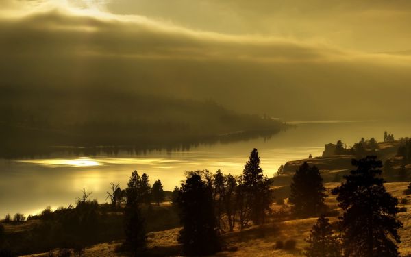 trees, landscape, sea, sunlight, sunset, night