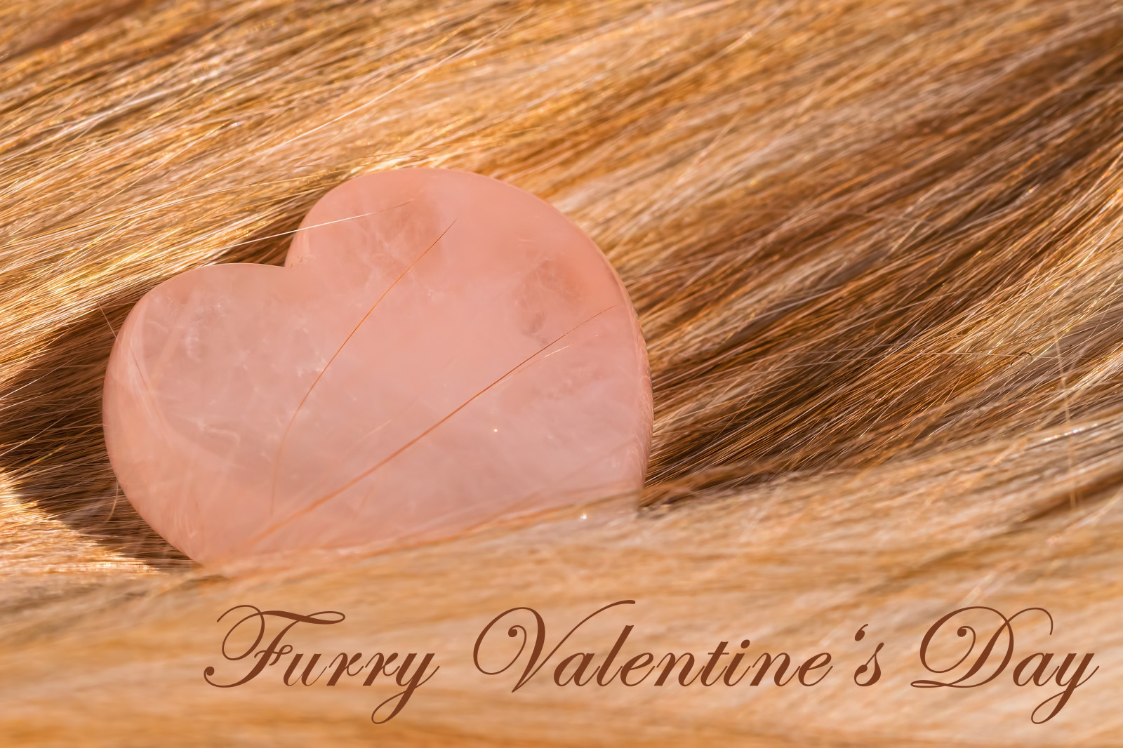 Wallpaper love, heart, Peach, fur, skin, valentinesday, close up