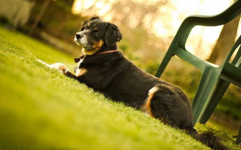 1920x1200 px, Animais, Caninos, Cães, Olhos, pele 1920x1200 px, Animais, Caninos, Cães, Olhos, pele