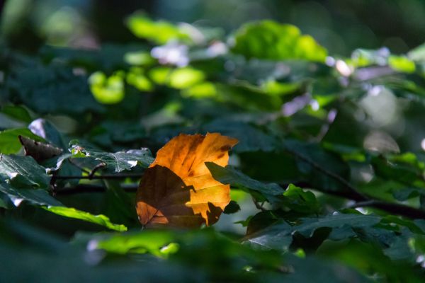 forest, nature, branch, sunlight, butterfly, insect
