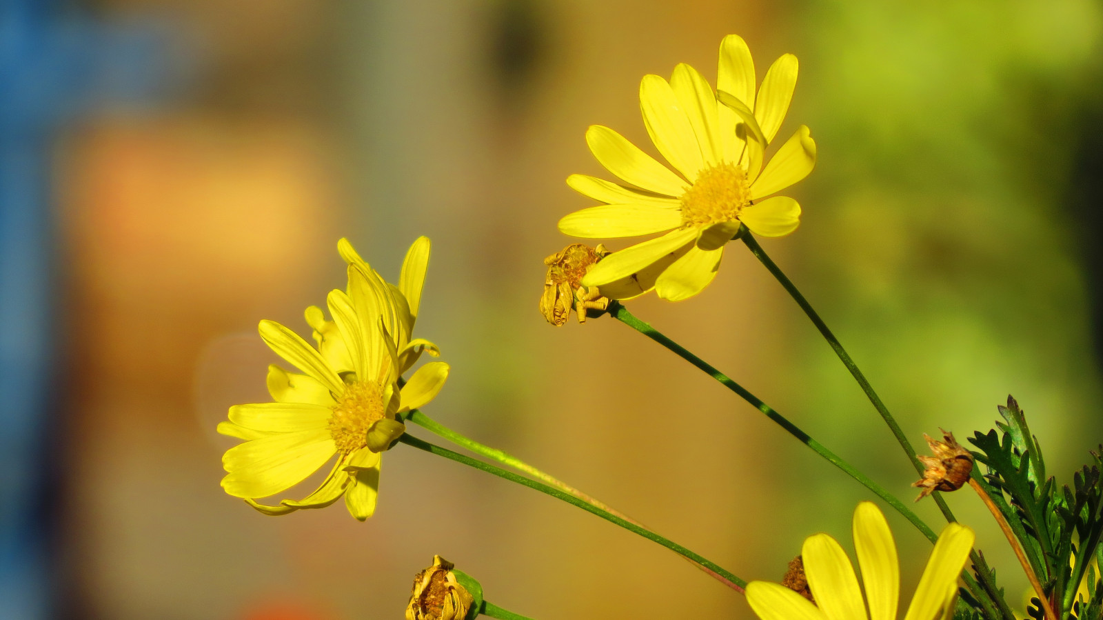 slunečnímu záření, květiny, Příroda, žluté květy, hmyz, žlutý, pyl, květ, včely, květ, rostlina, flóra, okvětní lístek, louka, divoká rostlina, vyrobit, botanika, suchozemská rostlina, kvetoucí rostlina, zblízka, makro fotografie, závod stonek, daisy rodina, nektar