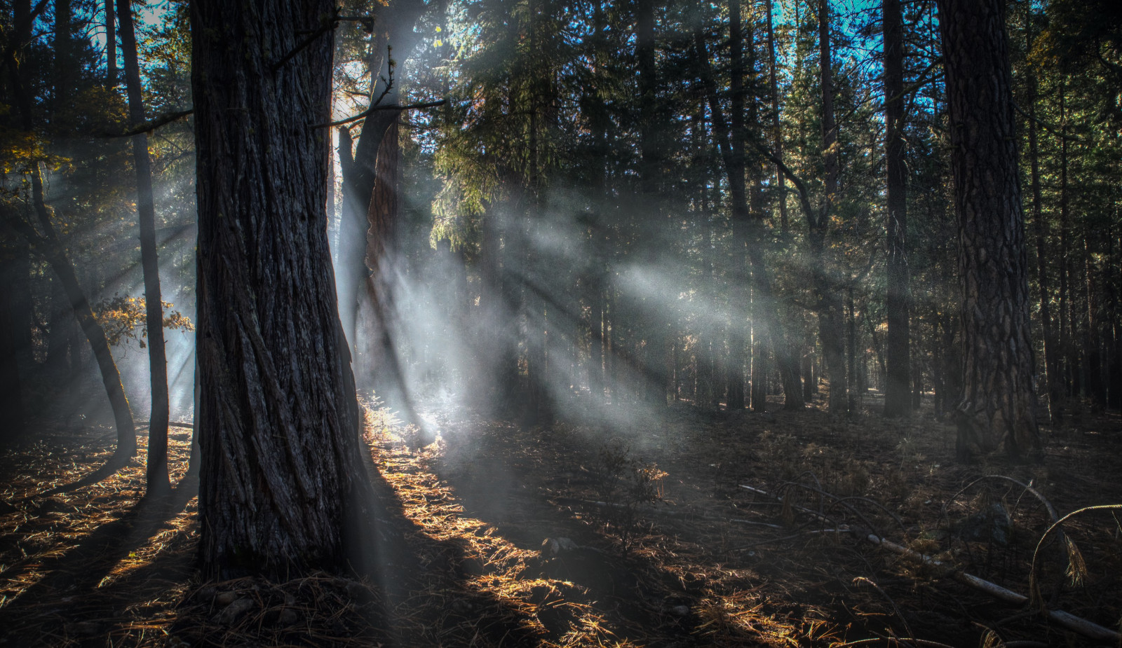 lumière du soleil, des arbres, forêt, la nature, réflexion, Matin, brouillard, jungle, forêt tropicale, Zone humide, lumière, arbre, l'automne, feuille, saison, obscurité, capture d'écran, des bois, habitat, environnement naturel, Phénomène atmosphérique, Papier peint de l'ordinateur, Plante boisée