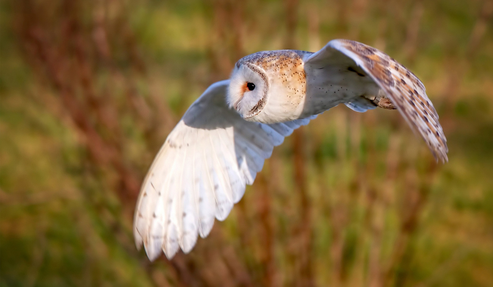 Wallpaper : owl, flying, animals, birds 2048x1195 - WallpaperManiac ...