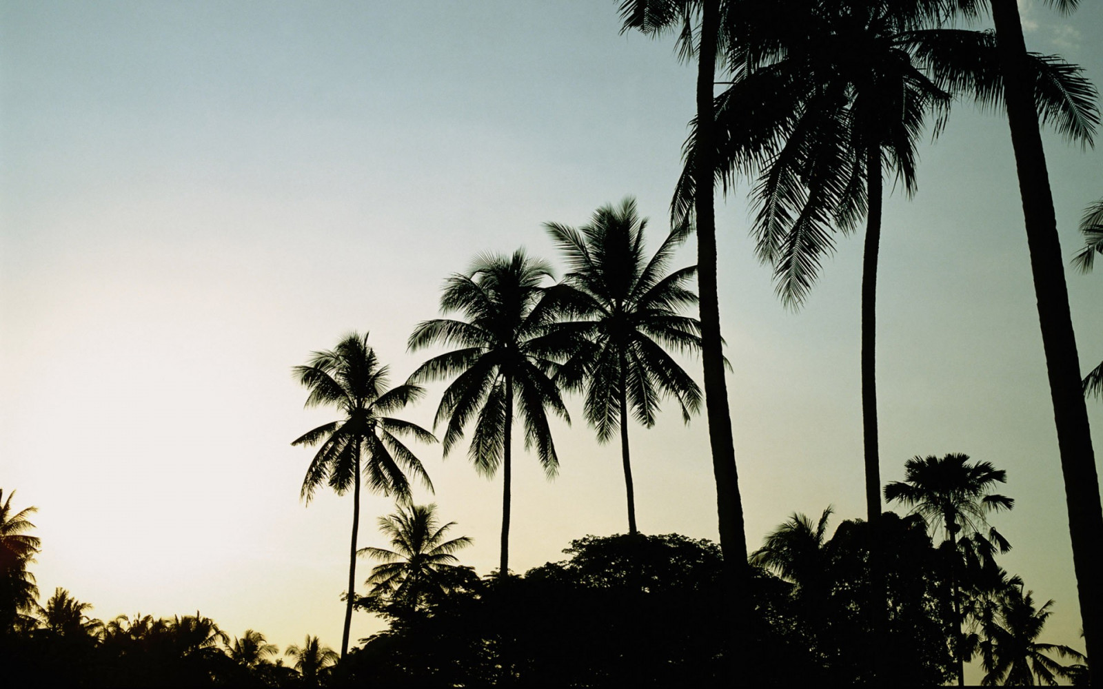 slunečnímu záření, stromy, západ slunce, moře, Příroda, nebe, rostliny, fotografování, palmy, tropický, soumrak, strom, květ, rostlina, tropy, suchozemská rostlina, kvetoucí rostlina, dřevina, arecales, palm rodina, LONTAR VĚJÍŘOVITÝ