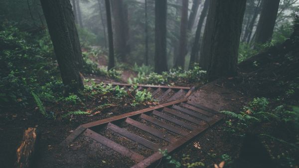 deep forest,forest,nature,trees,1920x1080 px,stairs